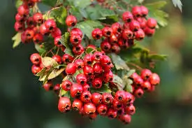 Hawthorn Berry