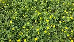Tribulus Terrestris